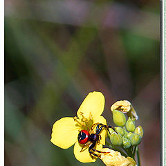 фото "Colors of a nature"