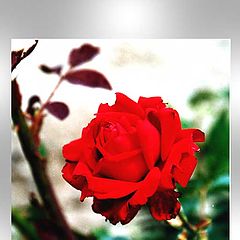 photo "Oh my love, it’s like a red, red rose…"