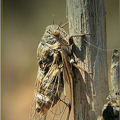 photo "The singer of a summer"