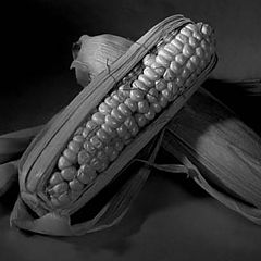 фото "Corn"