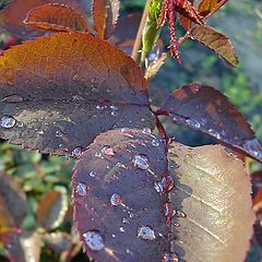 photo "Evening dew"