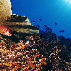 фото "Diving 5"
