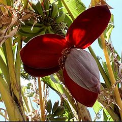 фото "Banana tree with flower"