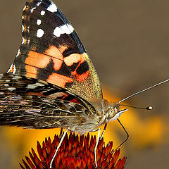 photo "Butterfly on a Cone Flower"