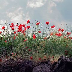 photo "Red on the sky"