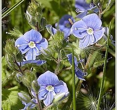 photo "Spring Blue Stars"