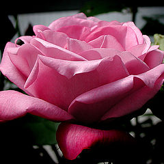 фото "Rose"