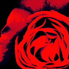 photo "Red rose for Irina."