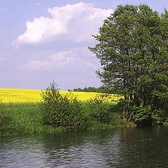 photo "Yellow and green"