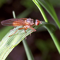 photo "Small red fly"