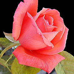 photo "My Rose"