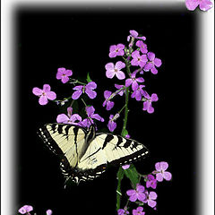 фото "Lone Butterfly"