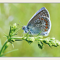 photo "Side-view on a broom"