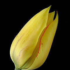 фото "Tulip"