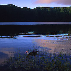 photo "Mr.President of the lagoon!"