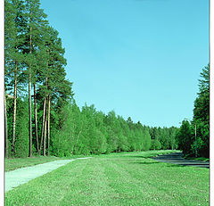 photo "Trees tops curve"