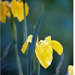 photo "Iris2"