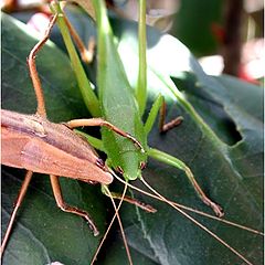 photo "My friend, you are so young and green..."