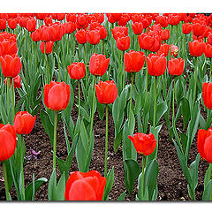 photo "Some red flowers"