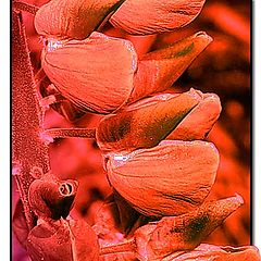фото "Lupin in Red"