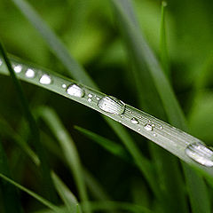 photo "Drops"