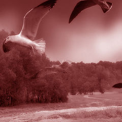 photo "The Flight"