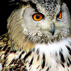 photo "Eagle Owl"