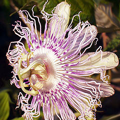 photo "Passion Flower"