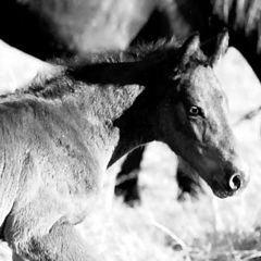 photo "Horses"