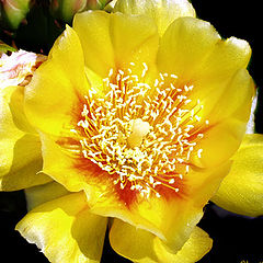 photo "Cactus Flower"