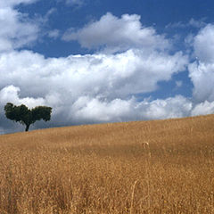 photo "Loneliness"