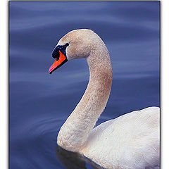 photo "The swan"