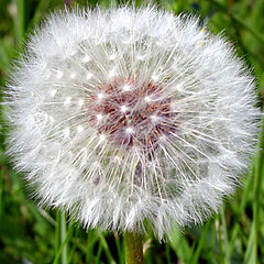 фото "Dandilion Seeds"