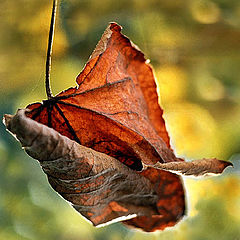 photo "Last leaf."