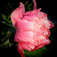 фото "Peony"