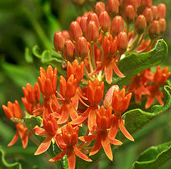 photo "Butterfly Weed"