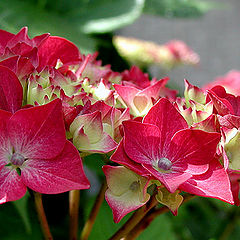 photo "Flowers for a Lady."