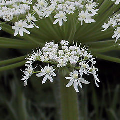 photo "*Giant hogweed *"