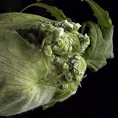 photo "*Giant hogweed  Baby*"