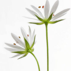 фото "Stellaria"