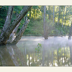 фото "Many shades of green....(Morning)"