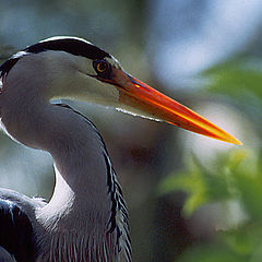 photo "One bird portrait"