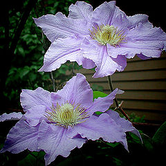фото "Twin Sisters"