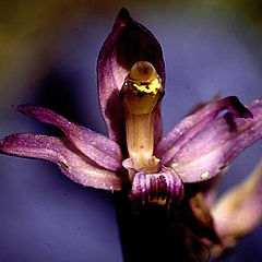 photo "dressed in purple"