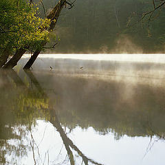 фото "Many shades of green....(Water and Sun)"