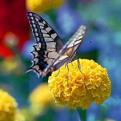 photo "Butterfly Carnival"