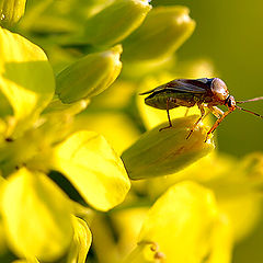 photo "Flight mood"