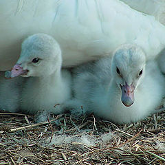 photo "New Cygnet"