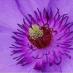 photo "Purple Flower"