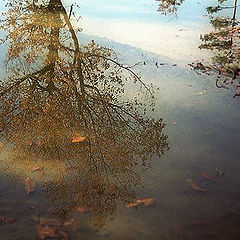 photo "Autumn Color Reflection"